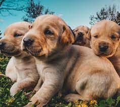 Visit your local orem petsmart store for essential pet supplies like food, treats and more from top brands. Veterinarian In Orem Ut Call Us At 385 375 2000 Pet Medical Services