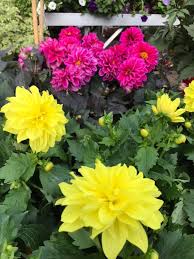 7 r fougères, 31000 toulouse. Jardinerie Ouverte Le Jardinerie Cave Pepinieres Facebook