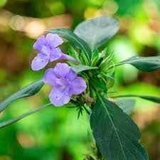 Image result for Barleria rigida