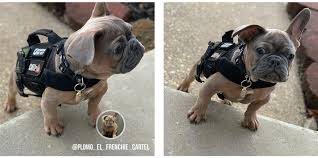 The zjdu has three straps to hold the harness in place. Onetigris Beast Mojo Tactical Dog Harness