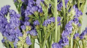 They are beautiful part of nature preserved and dried in time for your enjoyment. Dried Statice Natural Colour Purple Si Nature