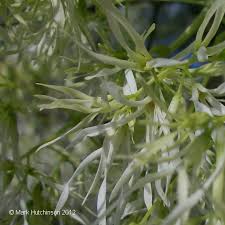 Image result for Chionanthus