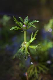 Image result for Limnophila indica