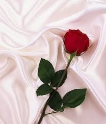 For your search query ella sepi sekuntum mawar merah lyric mp3 we have found 1000000 songs matching your query but showing only top 10 now we recommend you to download first result ella sepi sekuntum mawar merah lirik video mp3. Silampuneon Sepi Sekuntum Mawar Merah Ella Ve