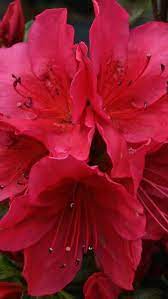 Azalea Hino Crimson Japanese Azaleas For Sale Online Uk Azalea Flower Azaleas Winter Plants