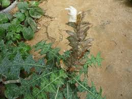 Image result for Acanthus montanus