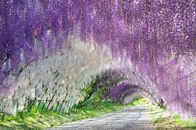 Wisteria Tunnel In Japan Gardening Colorful Places Kitakyushu Magical Places