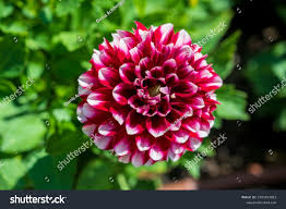Image result for Dahlia x pinnata `Redskin`