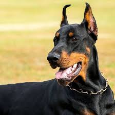 neseli guclu kopek kopek doberman yavru kopek