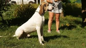 Trouvez chaton a donner sur 2ememain ✅ avantageux pour tout le monde. Confinement En Dordogne La Spa De Perigueux Reprend Les Adoptions Avec Un Formulaire En Ligne