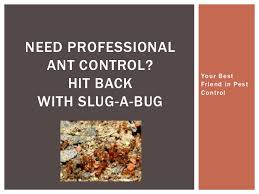Hiring a professional pest control company can take care of current issues and prevent future infestations from occurring. Need Professional Ant Control Hit Back With Slug A Bug
