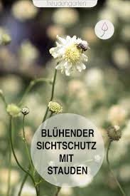 Hohe Stauden Und Ziergraser Als Sichtschutz Stauden Mehrjahrige Pflanzen Ziergras