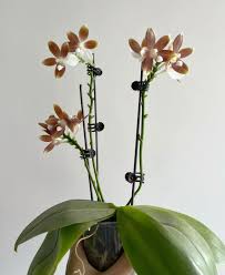 Image result for Kotschya speciosa