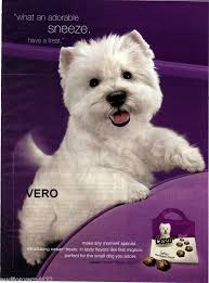 Another One Westie Dogs Cutest Dog Ever Westies
