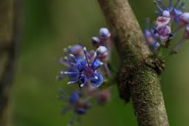 Image result for Memecylon sp. D