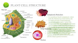 For plants, this involves turning. Plant Cell By Ikwan Wahyudi Ppt Download