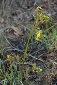 Image result for Triumfetta welwitschii