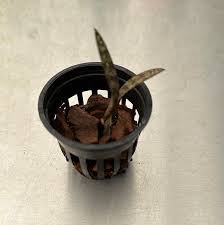 Image result for Orthoclada africana