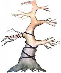 We did not find results for: Wiring Bonsai Bonsaischule Wenddorf