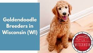 Maybe you would like to learn more about one of these? 30 Goldendoodle Breeders In Wisconsin Wi Goldendoodle Puppies For Sale Animalfate