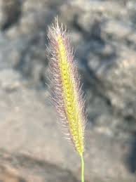 Image result for Tetrapogon