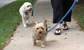 Before the person gets to your dog, toss several treats on the floor. Getting A Second Dog Vca Animal Hospital