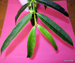 Image result for Platycaulos