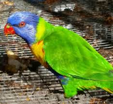 Rainbow Lorikeets Hand Raised Available Now Pet Birds Pets