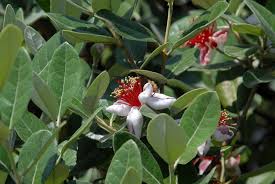 Image result for Feijoa sellowiana