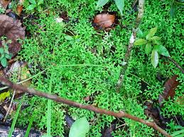 Image result for Selaginella molliceps