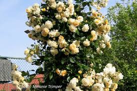 Bentall and her husband, john bentall, inherited the rose fields of acclaimed rose breeder, the reverend joseph pemberton after his death in 1926. Buff Beauty Rose Society Of South Australia