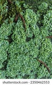 Image result for Polystachya tenella