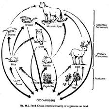 Maybe you would like to learn more about one of these? Food Chains Food Webs And Trophic Levels Environment
