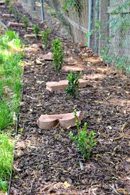 Tips for planting boxwood hedges. How I Got Twice The Hedge For Half The Price Ugly Duckling House