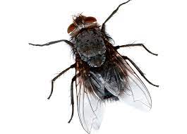 What information i have gathered ov.er my 14 years are a lot of companies are. Pest Control Exterminators In New York City Brooklyn And Queens 24 Hour Pest Control In New York City Can Help Rid Your Home Of Bed Bugs Roaches Ants And More Call