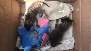 Annesiz Kedi Yavrularini Siringayla Besliyor Son Dakika