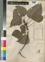 Image result for Macaranga capensis