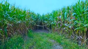 A farm worker has been found guilty of the murder of university of iowa student mollie tibbetts. Kpqfjrpw88d Km