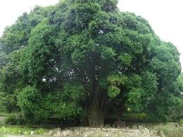 Image result for Ficus craterostoma