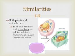 During cytokinesis in animal cells, a ring of actin filaments forms at the metaphase plate. Comparing Plant And Animal Cells After This Lesson You Should Be Able To Identify Ways That Plant And Animal Cells Are Alike And Different Ppt Download