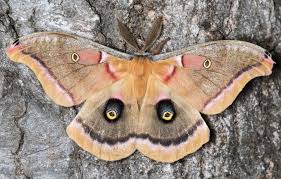 Large Moths Such As This Polyphemus Moth Are Active On Warm Spring Nights And Are Often Attracted To Lights With A Win In 2020 Snowshoe Hare Moth Marine Ecosystem