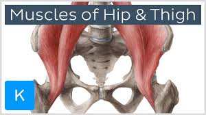 Ebraheim's educational animated video describes muscle anatomy of the thigh. Muscles Of The Hip And Thigh Human Anatomy Kenhub Youtube