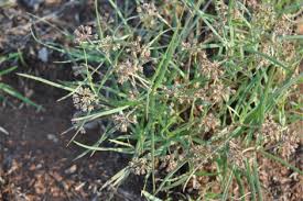 Image result for Stenostelma