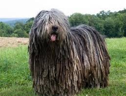 Bergamasco Herding Dogs Breeds Herding Dogs Dogs