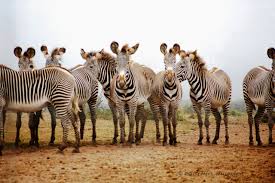 Image result for zebraffe
