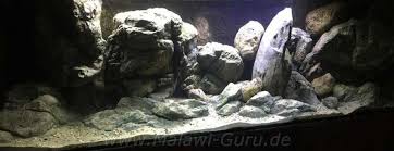 Mbuna Pool Cichlid Aquarium Aquarien Buntbarsche