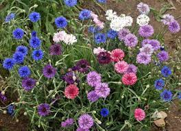 Pin On Ne Wildflower Mix