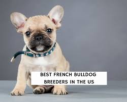 Check spelling or type a new query. 4 Best French Bulldog Breeders In The United States 2021 We Love Doodles