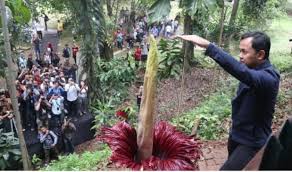 Garis yang memisahkan fauna wilayah indonesia bagian barat dan wilayah indonesia bagian tengah dinamakan dengan garis wallace. Persebaran Flora Dan Fauna Di Indonesia Barat Tengah Timur Salamadian