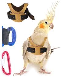 Birds That Don T Fly 94 Avianweb Bird Harness With 6 Ft Leash Specifically Sized For Cockatiels Cockatiel Bird Your Pet